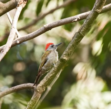 Abuko Nature Reserve
