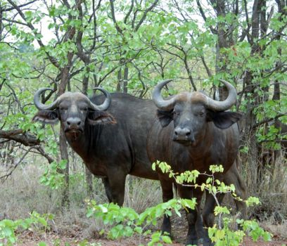 Mole National Park