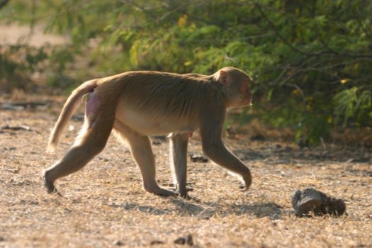 Mole National Park