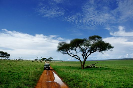 Mole National Park