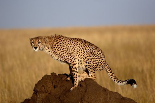 Kenia
