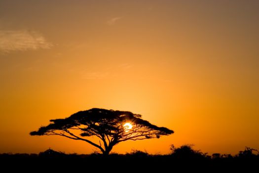 Amboseli National Park