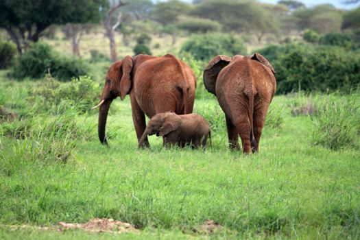 Amboseli National Park