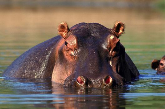 Amboseli National Park