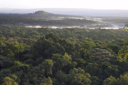 Kakamega National Park