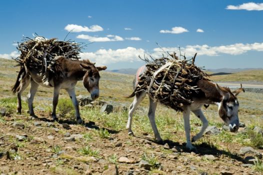 Lesotho