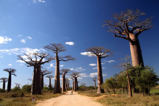Madagaskar