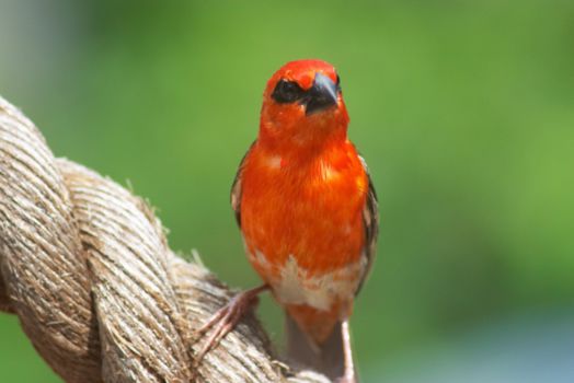 Fort Dauphin en het Berenty reservaat