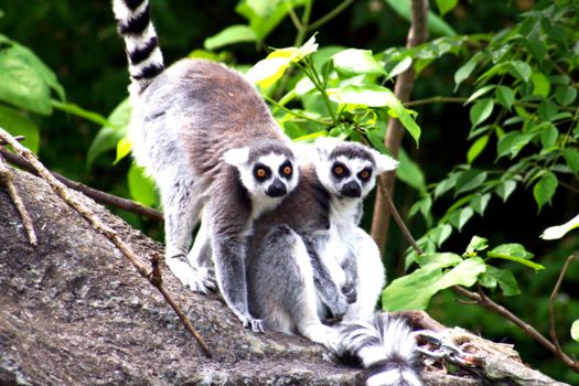 Madagaskar