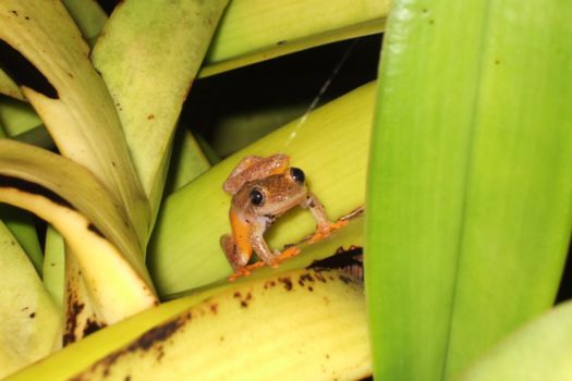 Andasibe-Mantadia National Park