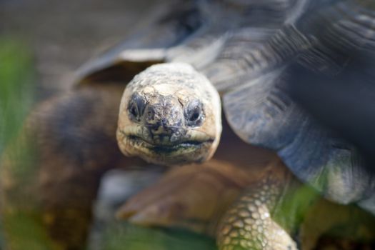 Andasibe-Mantadia National Park