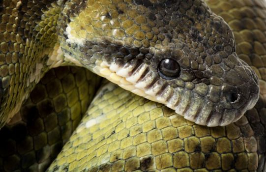 Andasibe-Mantadia National Park