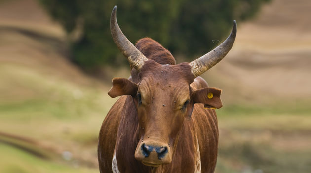 Antsirabe