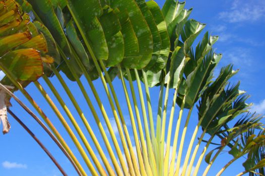 Canal des Pangalanes