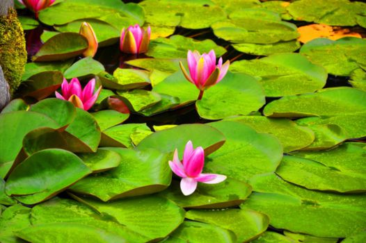 Canal des Pangalanes