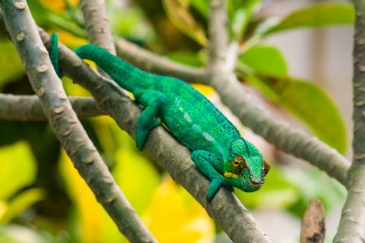 Madagaskar