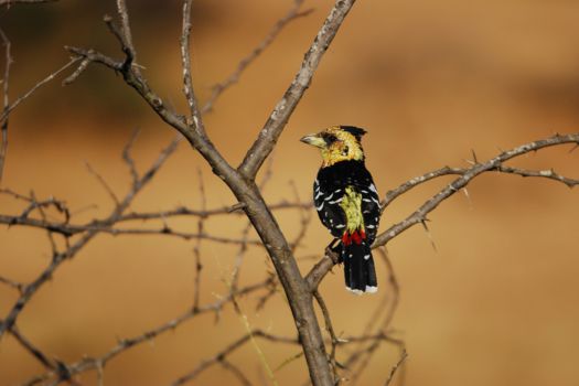 Liwonde National Park