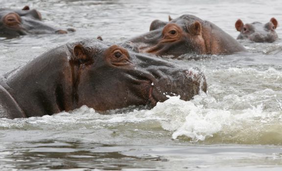 Liwonde National Park
