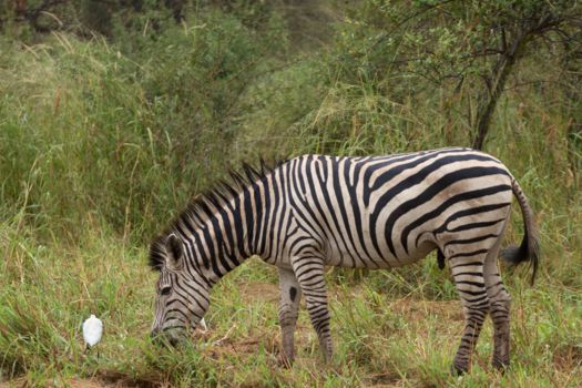 Liwonde National Park