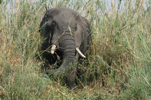 Liwonde National Park