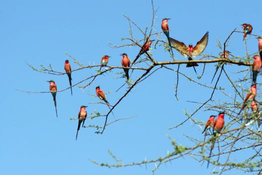 Nyika National Park