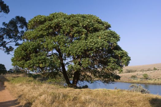 Nyika National Park