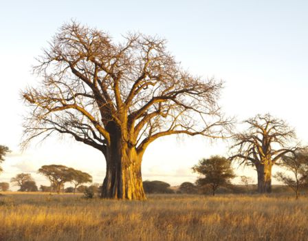 Mozambique