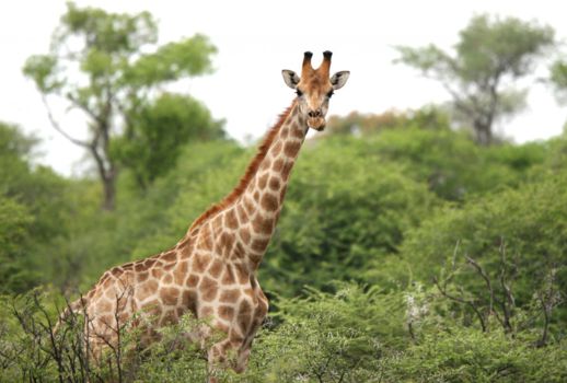 Namibië