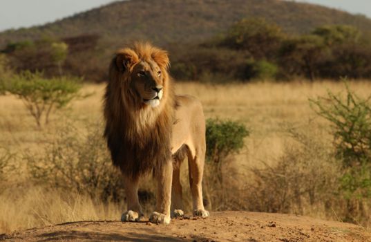 Namibië