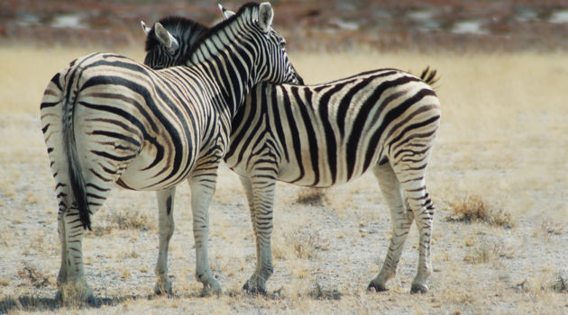 Etosha National Park