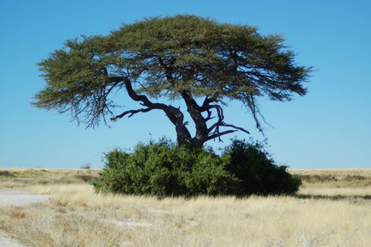 Etosha National Park