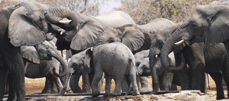 Etosha National Park
