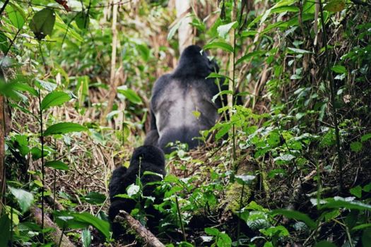 Bwindi Impenetrable National Park