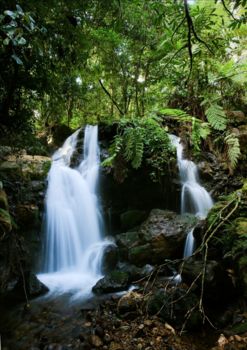 Bwindi Impenetrable National Park