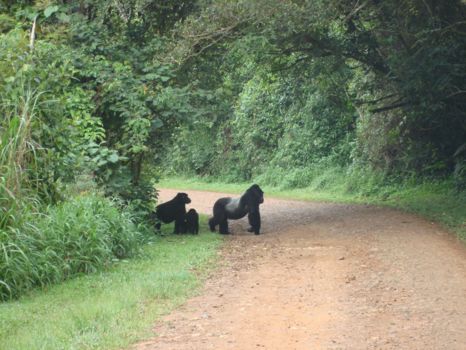 Bwindi Impenetrable National Park