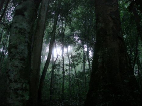 Bwindi Impenetrable National Park