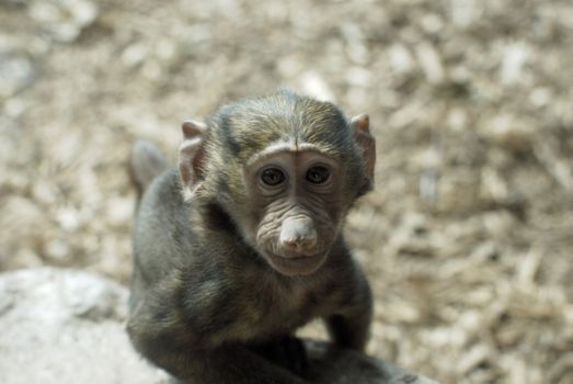 Kibale National Park