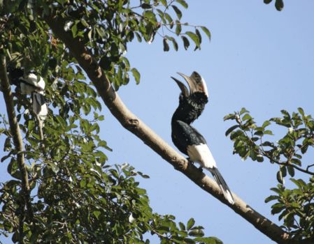 Kibale National Park