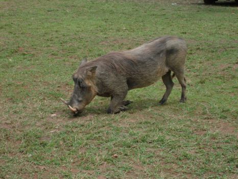 Lake Mburo National Park