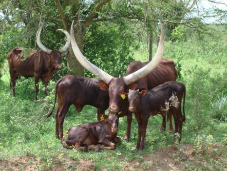 Lake Mburo National Park