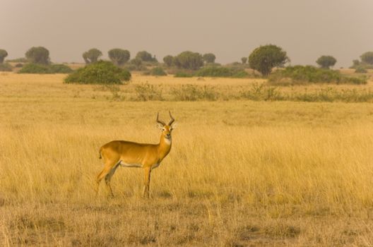 Queen Elizabeth National Park
