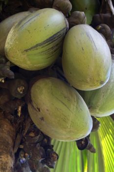 Coco de Mer in de Vallée de Mai