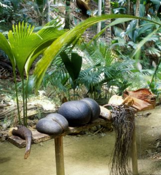Coco de Mer in de Vallée de Mai