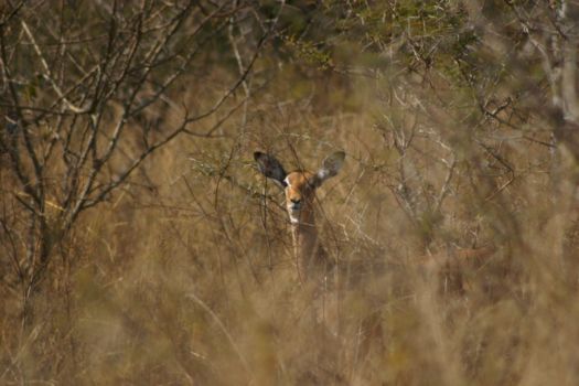 Hlane en Mkhaya wildparken