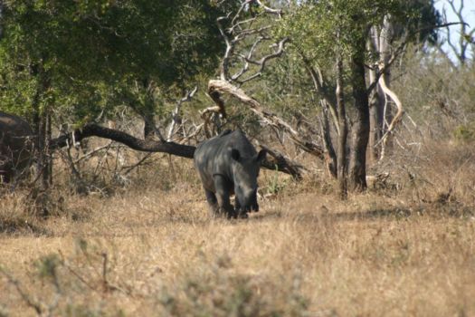 Hlane en Mkhaya wildparken