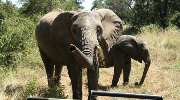 Hlane en Mkhaya wildparken