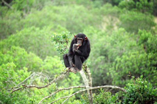 Tanzania