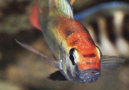 Mahale Mountains National Park
