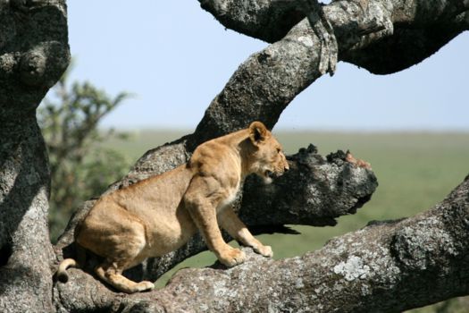 Tanzania