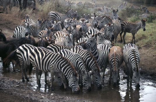 Serengeti National Park